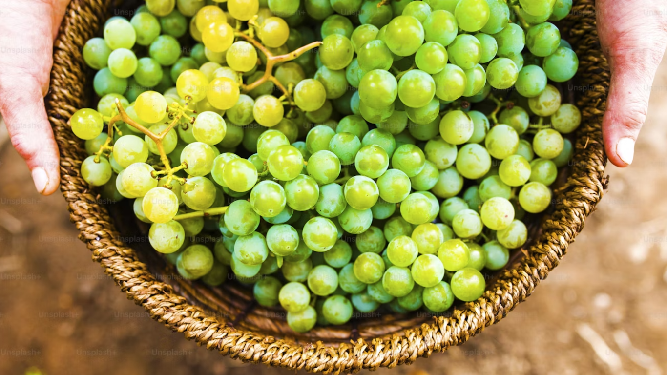 grapes in pakistan